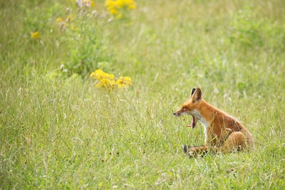 草地上打呵欠的狐狸照片